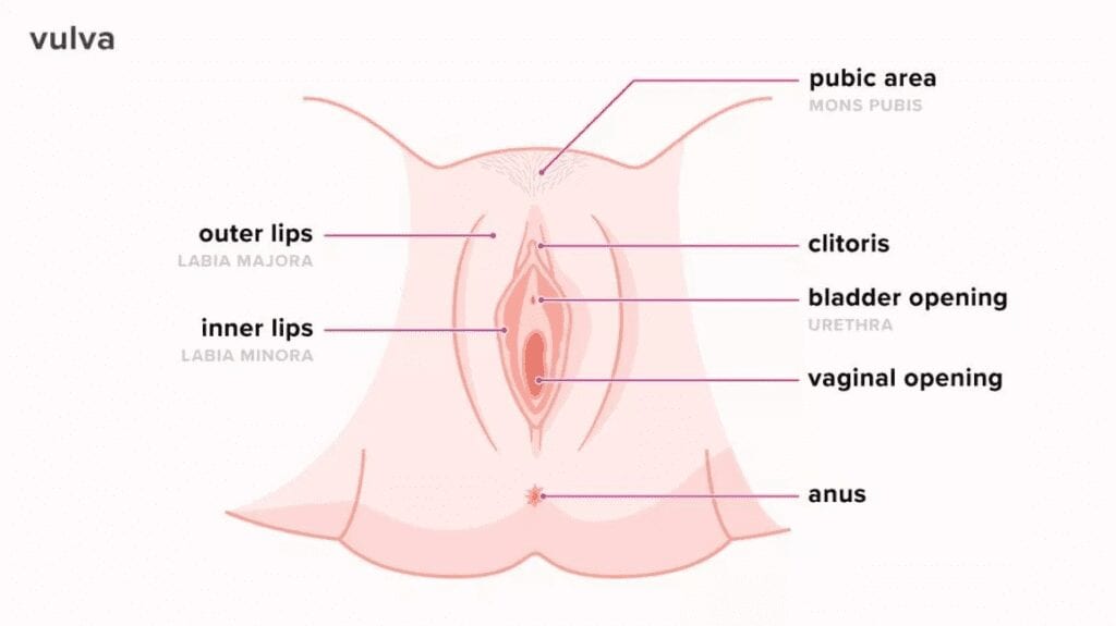 What Does A Pretty Vag Look Like