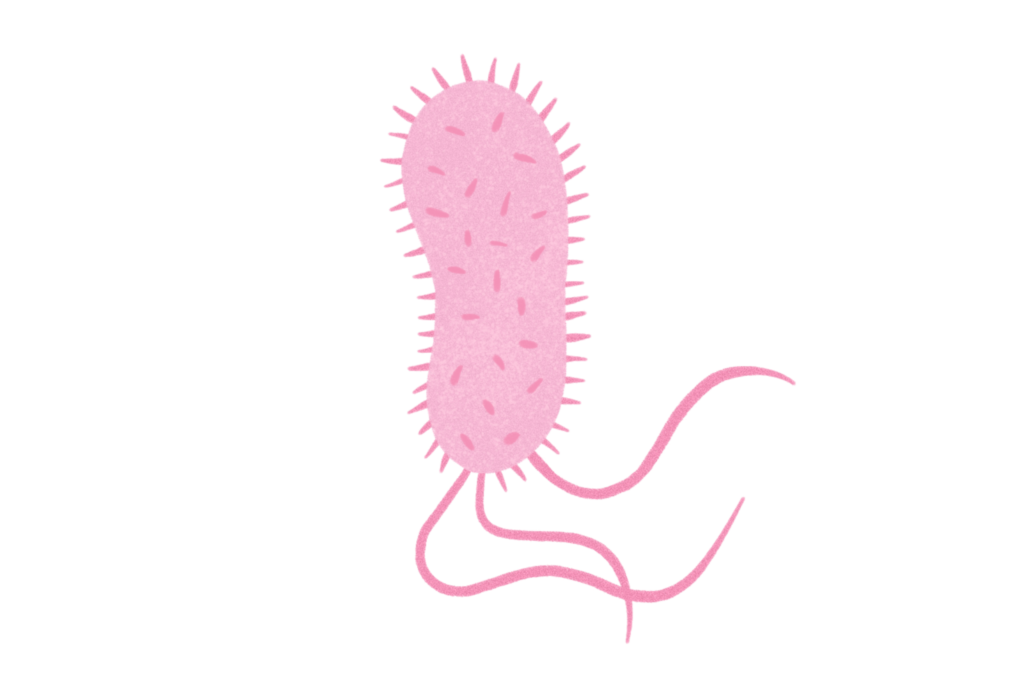 Illustration of E. coli, a bacteria responsible for 80% of all urinary tract infections