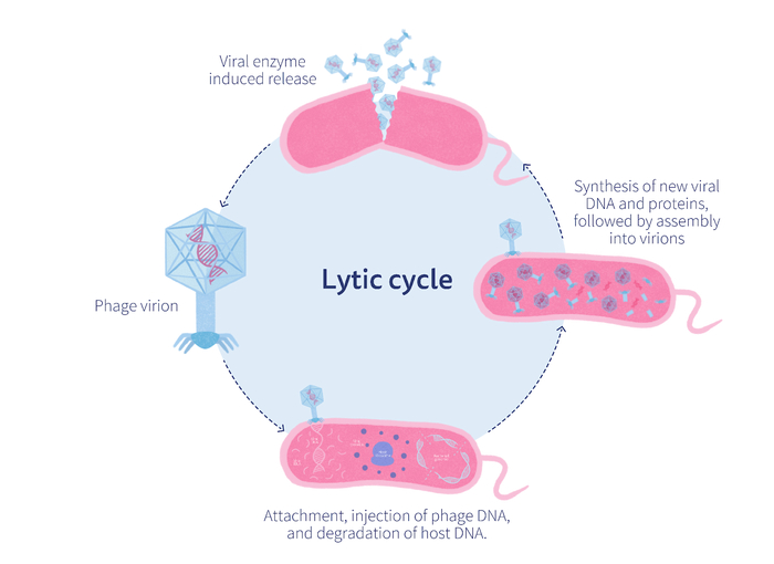 Lytic cycle