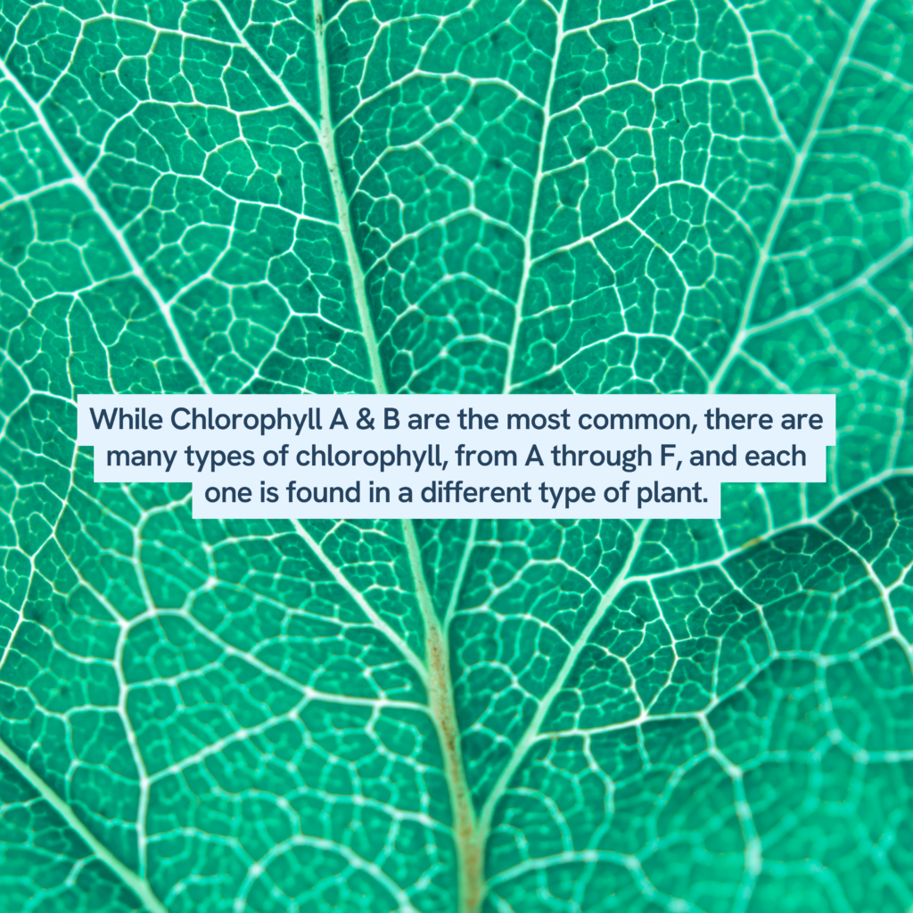 Exploring the Wonders of Chlorophyll