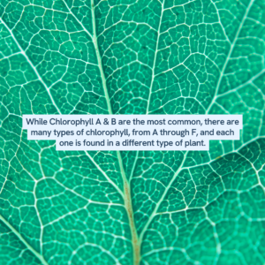 Exploring the Wonders of Chlorophyll