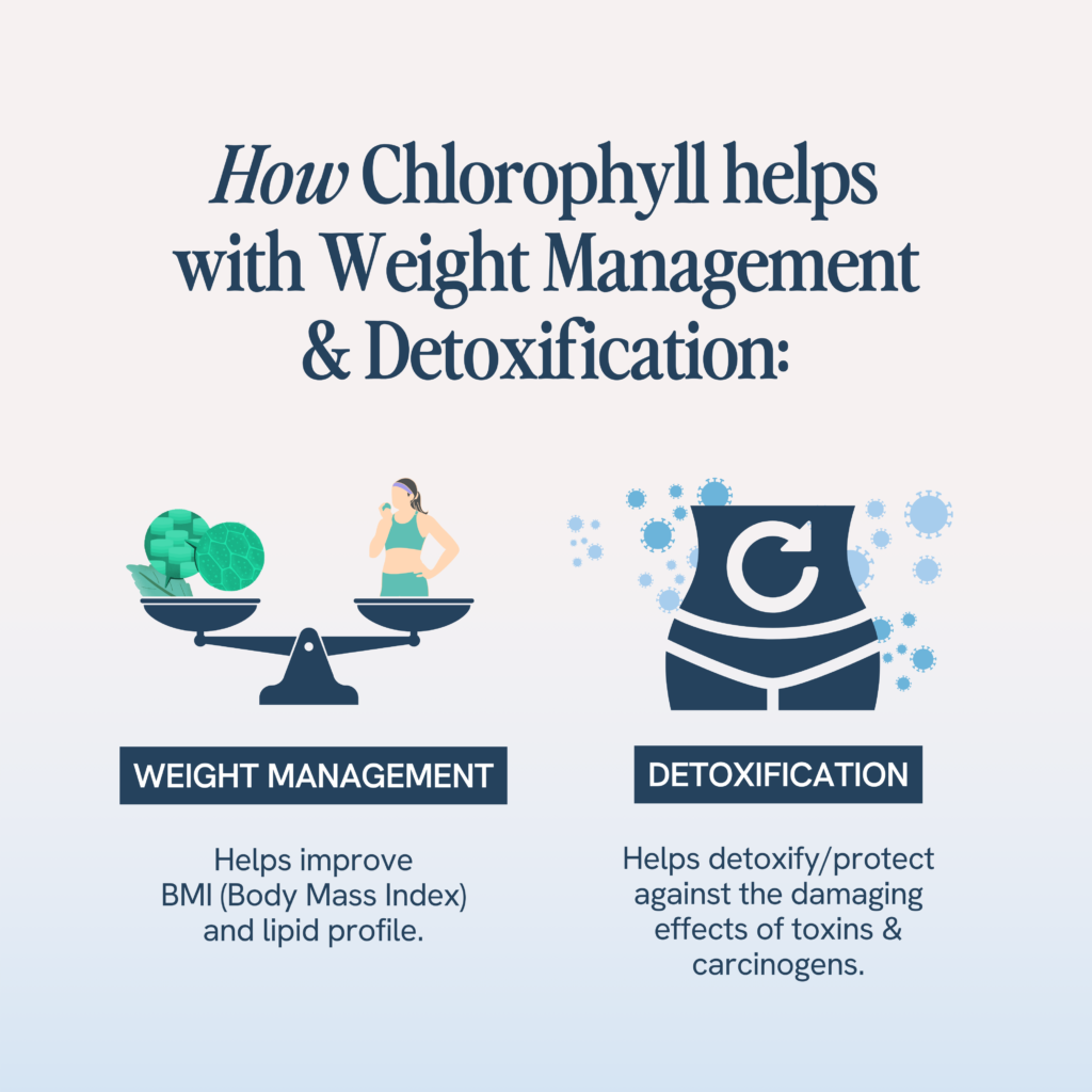 Chlorophyll aids in weight management by improving BMI and lipid profiles, and supports detoxification, offering protection against toxins and carcinogens.