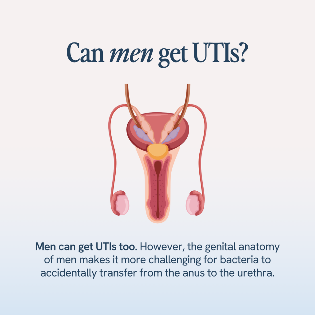 Men are also susceptible to urinary tract infections (UTIs). The male genital structure makes accidental bacterial transfer from the anus to the urethra less likely, but it does not prevent UTIs entirely.