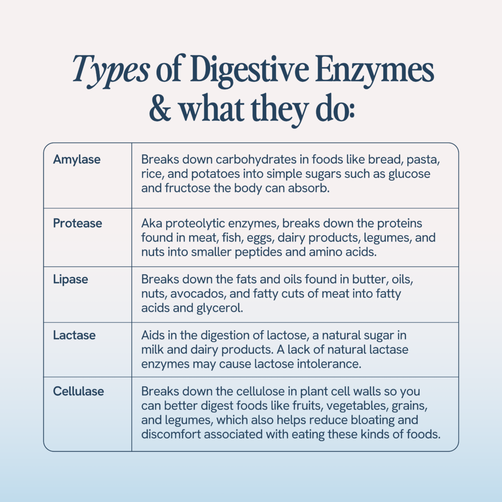 The image provides a detailed chart of different digestive enzymes and their functions. It lists Amylase for breaking down carbohydrates, Protease for proteins, Lipase for fats, Lactase for lactose, and Cellulase for plant cell walls, with examples of food types each enzyme acts on. The layout is designed to educate on how these enzymes assist in digestion and nutrient absorption.
