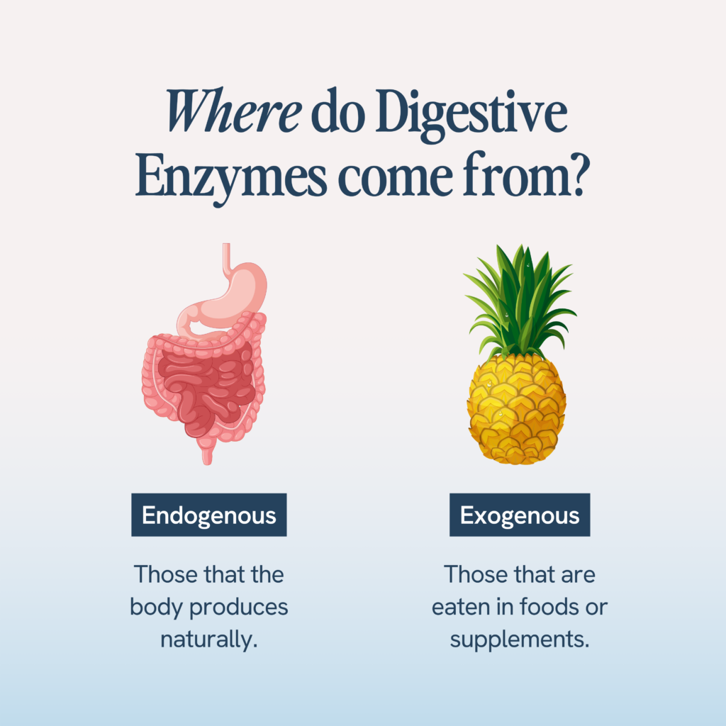 The image illustrates the sources of digestive enzymes. It divides them into two categories: endogenous, which are produced naturally by the body, represented by an image of the gastrointestinal tract, and exogenous, which are obtained from foods or supplements, represented by a pineapple. The layout clearly categorizes these sources to inform about the origins of digestive enzymes.