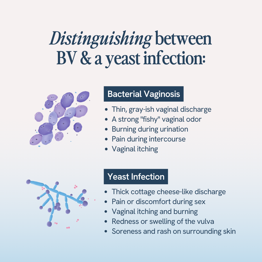 The image is a graphic comparing Bacterial Vaginosis (BV) and yeast infections. The title reads, “Distinguishing between BV & a yeast infection.” Bacterial Vaginosis symptoms include thin, gray discharge, a strong “fishy” odor, burning during urination, pain during intercourse, and vaginal itching. Yeast infection symptoms include thick, cottage cheese-like discharge, pain during sex, itching and burning, redness or swelling of the vulva, and soreness and rash on the surrounding skin.