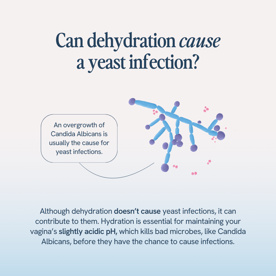 An image with the title ‘Can dehydration cause a yeast infection?’ shows an illustration of yeast cells and explains that an overgrowth of Candida Albicans is usually the cause of yeast infections. While dehydration doesn’t cause yeast infections, it can contribute to them. Hydration is essential for maintaining the vagina’s slightly acidic pH, which kills bad microbes, like Candida Albicans, before they have a chance to cause infections.