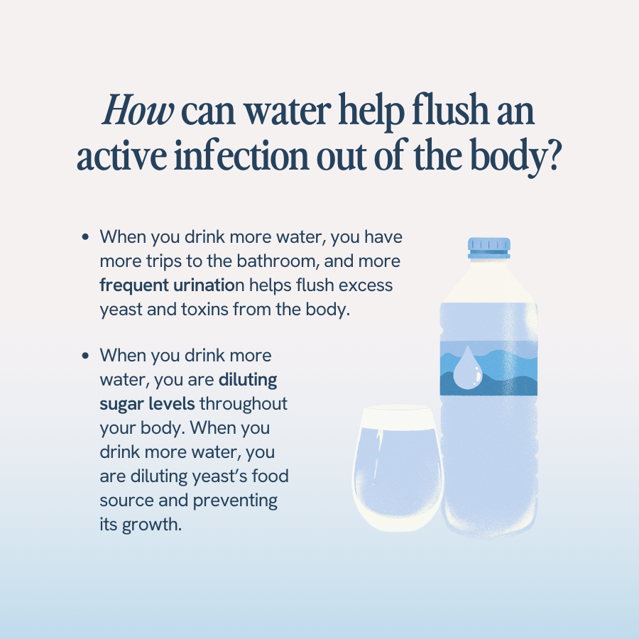 An image with the title ‘How can water help flush an active infection out of the body?’ shows a water bottle and glass. It explains that drinking more water leads to more frequent urination, which helps flush excess yeast and toxins from the body. Additionally, drinking more water dilutes sugar levels, reducing the yeast’s food source and preventing its growth.
