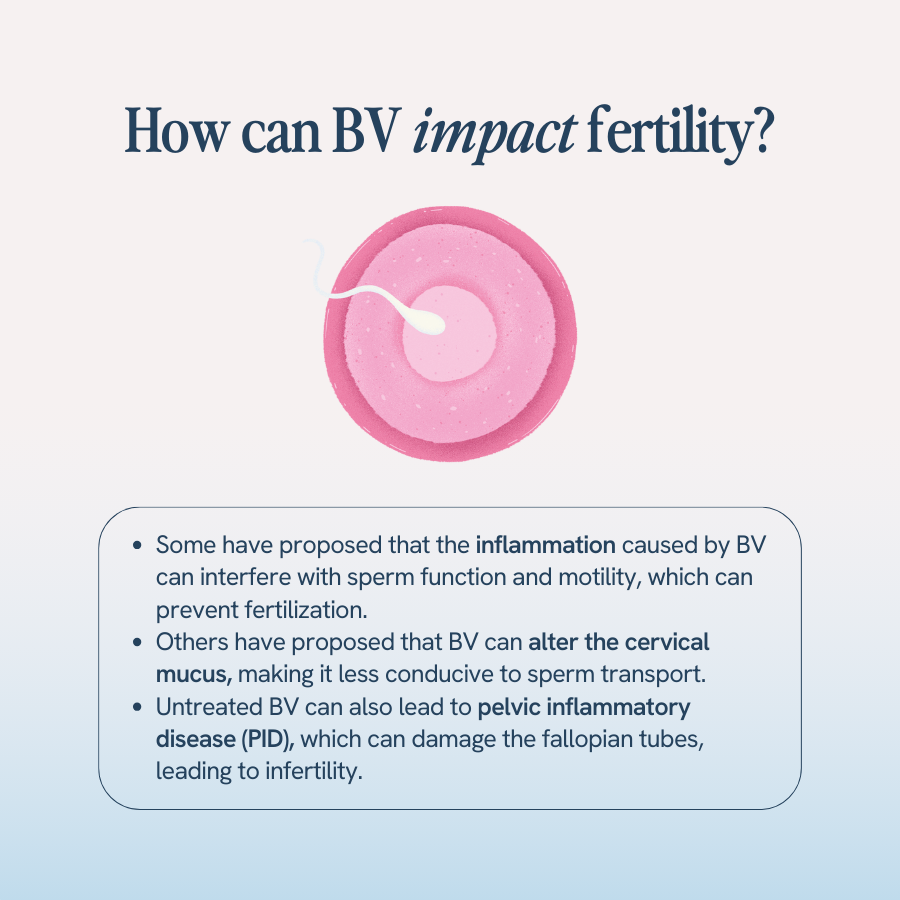 An image with the title ‘How can BV impact fertility?’ shows an illustration of a sperm approaching an egg. It explains that BV can impact fertility in several ways: inflammation caused by BV can interfere with sperm function and motility, BV can alter cervical mucus making it less conducive to sperm transport, and untreated BV can lead to pelvic inflammatory disease (PID), which can damage the fallopian tubes and lead to infertility.